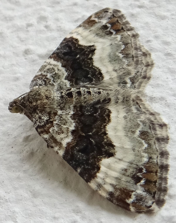 Epirrhoe alternata o rivata ? - Geometridae